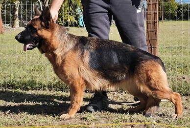 Pastore Tedesco cucciolona con Pedigree