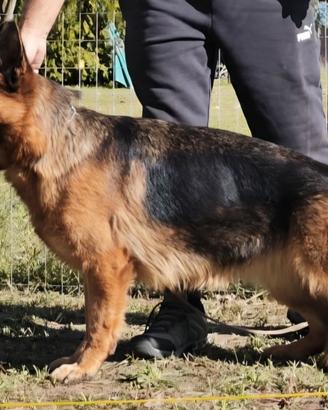 Pastore Tedesco cucciolona con Pedigree