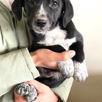 Adozione cane dolce con vaccino 3 taglia media