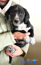 Adozione cane dolce con vaccino 3 taglia media