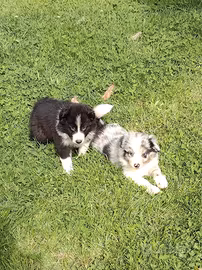 Cuccioli pastore australiano australian