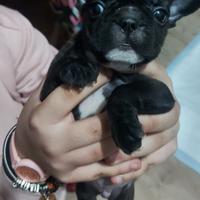 Bulldog francese