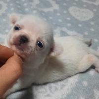 Chihuahua meravigliosi pedigree enci