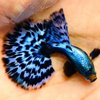 Guppy Galaxy Mosaic a base Purple
