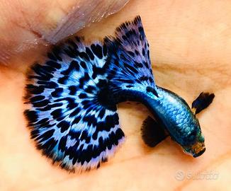 Guppy Galaxy Mosaic a base Purple