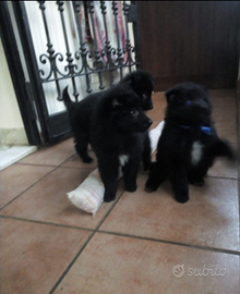 Cuccioli pastore belga groenendael