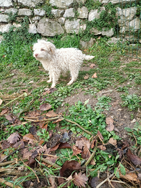 Lagotto Romagnolo