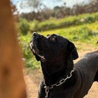 Cane corso da monta