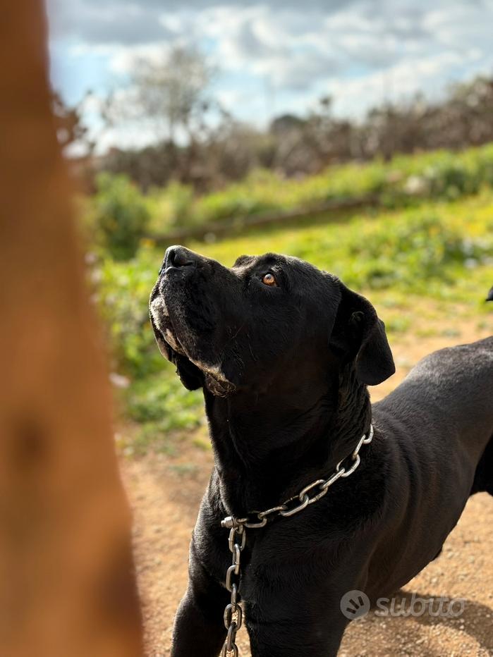 Allevamento Cane Umberto Leone Cane Corso Stampa Digitale Ad