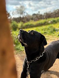 Cane corso da monta