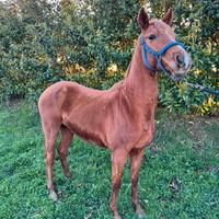 Cavallo quarabo