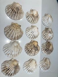 Capesante vintage gusci