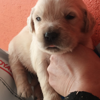 Golden Retriever con pedigree Enci