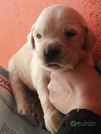 Golden Retriever con pedigree Enci
