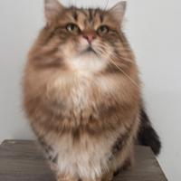 Gatta siberiana 1,5 anni sterilizzata pedigree