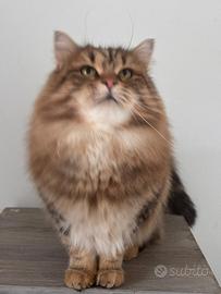Gatta siberiana 1,5 anni sterilizzata pedigree