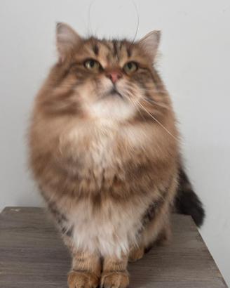 Gatta siberiana 1,5 anni sterilizzata pedigree