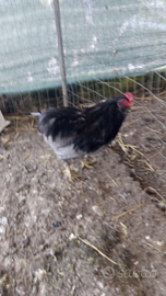 Gallo auracana