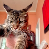 Maine Coon Cucciolona