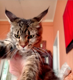 Maine Coon Cucciolona