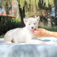 Cucciolo di Husky Bianco