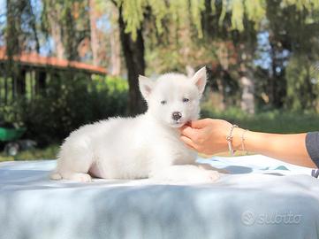 Cucciolo di Husky Bianco