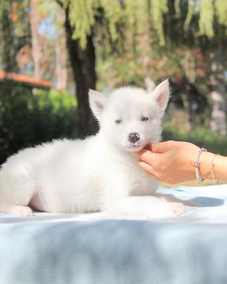 Cucciolo di Husky Bianco