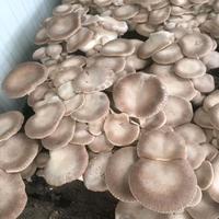 ballette funghi cardoncelli 