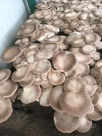 ballette funghi cardoncelli 