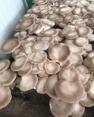 ballette funghi cardoncelli 