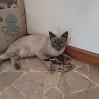 Gatto siamese 1 anno