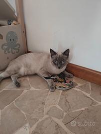 Gatto siamese 1 anno