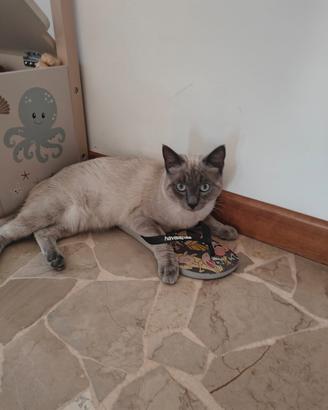 Gatto siamese 1 anno