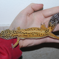 Geco leopardino