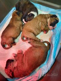 Cuccioli di Boxer