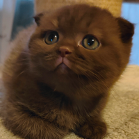 Gattini Scottish Fold con Pedigree