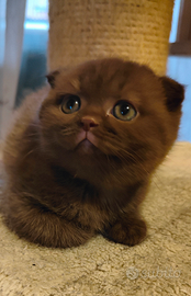 Gattini Scottish Fold con Pedigree