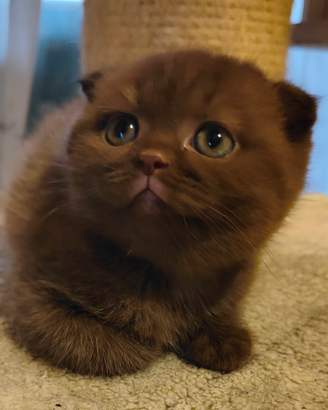 Gattini Scottish Fold con Pedigree
