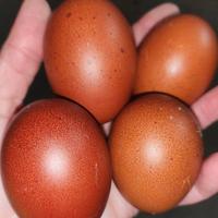 UovaMaransGalline