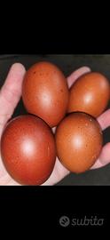 UovaMaransGalline