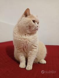 Maschio British per monta