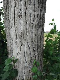 PIOPPI PER RICAVARE LEGNA DA RISCALDAMENTO 