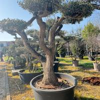 Ulivo Macrobonsai a palchi