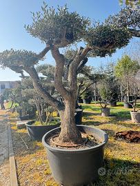 Ulivo Macrobonsai a palchi