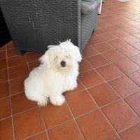 Maltese toy