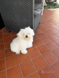 Maltese toy