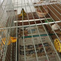 Vendita luccherino e verdona