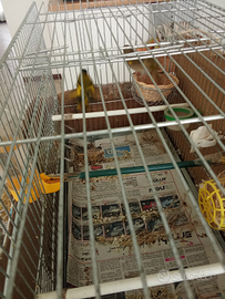 Vendita luccherino e verdona