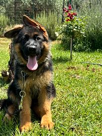 Cuccioli Pastore Tedesco