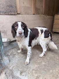cucciolo springer spaniel